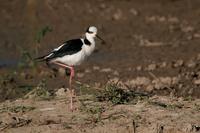 Black-necked  stilt   -   Himantopus  mexicanus   -   Cavaliere  collonero