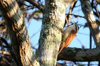 Narrow-billed  woodcreeper   -   Lepidocolaptes  angustirostris