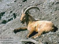 ...tur Kuban tur Vestkaukasisk steinbukk DE: Westkaukasischer Tur Kaukasischer Steinbock PL: kozior...