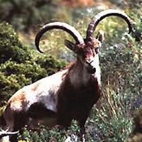 Beceite Ibex