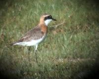 Mongolian Plover