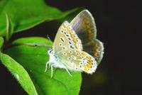 Polyommatus icarus