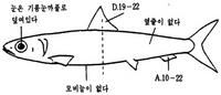 눈퉁멸 Etrumeus teres (DeKay)