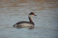 Black-necked Grebe (Podiceps nigricollis)