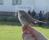 Booted Warbler (Hippolais caligata)