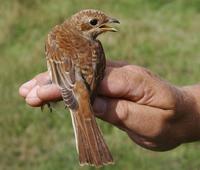 Red-backed Shrike (Lanius collurio), 1K