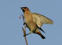 Bohemian Waxwing (Bombycilla garrulus)