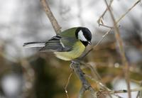 Great Tit (Parus major)