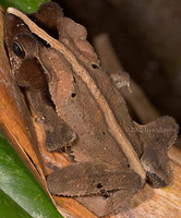 : Bufo margaritifer