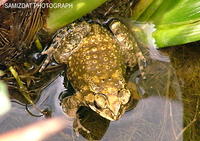 : Bufo melanostictus; Southeast Asian Toad