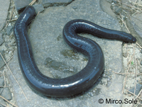 : Chthonerpeton indistinctum; Argentine Caecilian