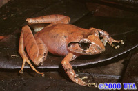 : Craugastor bocourti