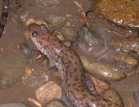 : Desmognathus monticola; Seal Salamander