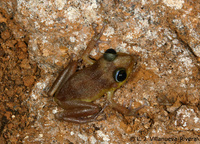 : Eleutherodactylus cooki; Coqu