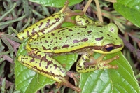 : Hypsiboas semiguttatus
