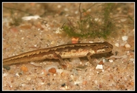 : Lissotriton vulgaris vulgaris; Smooth Newt