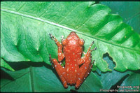 : Nyctixalus pictus; Peter's Tree Frog