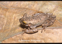 : Osteocephalus buckleyi