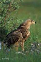 : Aquila rapax; Tawny Eagle