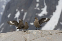 : Catharacta maccormicki; South Polar Skua