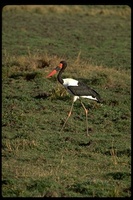 : Ephippiorhynchus senegalensis; Saddle-billed Stork