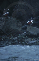 : Histrionicus histrionicus; Harlequin Duck