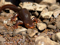 : Taricha sierrae; Sierra Newt