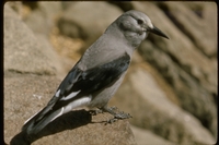 : Nucifraga columbiana; Clark's Nutcracker