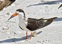 : Rynchops niger; Black Skimmer