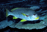 : Plectorinchus lineatus; Yellowbanded Sweetlips