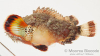 : Scorpaenopsis macrochir