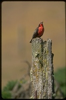 : Sturnella loyca falklandica; Long Tailed Meadowlark