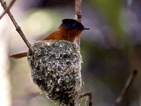 : Terpsiphone mutata; Madagascar Paradise Flycatcher