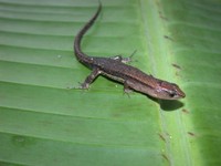 : Cercosaura ocellata; Black Striped Forest Lizard