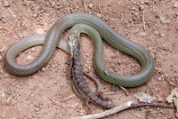 : Coluber constrictor; Racer
