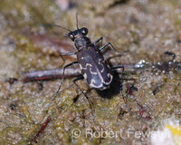 : Cicindela trifasciata ascendens