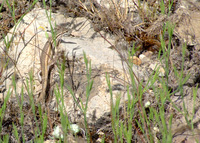 : Ophisops elegans; Snake-eyed Lizard