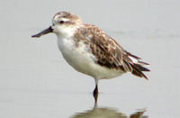 Spoon-billed Sandpiper