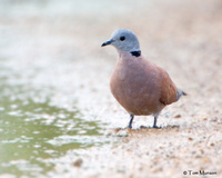 Red Collared Dove