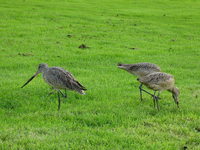 Lomosa lapponica Bar-tailed Godwit