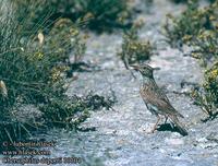 ...Chersophilus duponti 10104 UK: Dupont's Lark DE: Dupontlerche FR: Sirli de Dupont ES: Alondra de