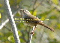 휘파람새