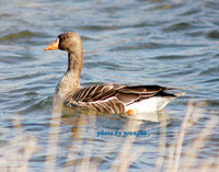 쇠기러기(white-fronted goose)