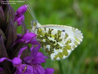 Aurora (Anthocharis cardamines) Foto/billede af