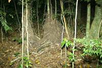 Golden Bowerbird Bower