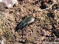 Carabus auriculatus ubinensis