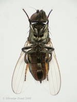 Madiza glabra