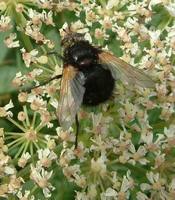 Tachina grossa - Giant Tachinid Fly