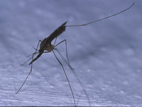 Anopheles