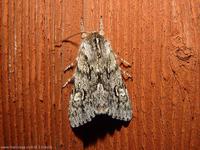 Brachionycha nubeculosa - Rannoch Sprawler